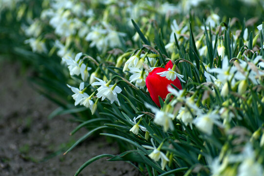 red flower in white field of flowers