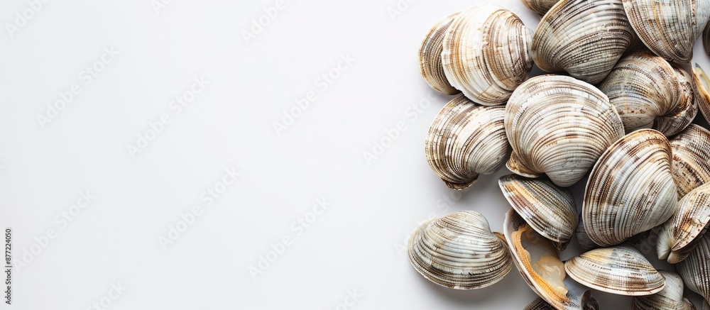 Poster white background with copy space image featuring clams