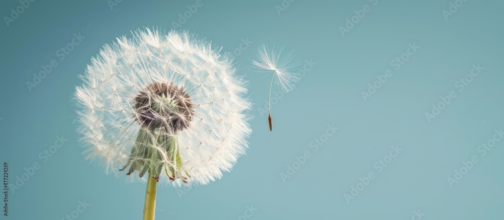 Poster detailed close up shot of a dandelion flower with ample copy space image