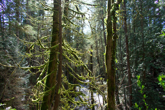 mossy tree in the forest