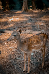 Daino, Foresta Umbra, Foggia, Puglia
