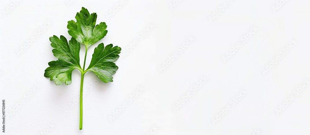 Poster a parsley leaf seen from above isolated on a white background with space for adding text or images. 