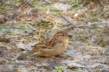 sparrow on the ground