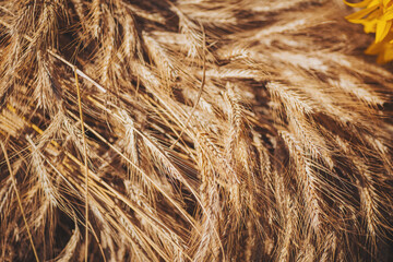 Spikelets of ripe rye. golden wheat and sunflowers. The concept of agriculture, harvesting, farming.