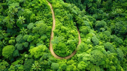 Serene Aerial View of a Winding Hiking Trail amidst Lush Forest Canopy, Generative Ai