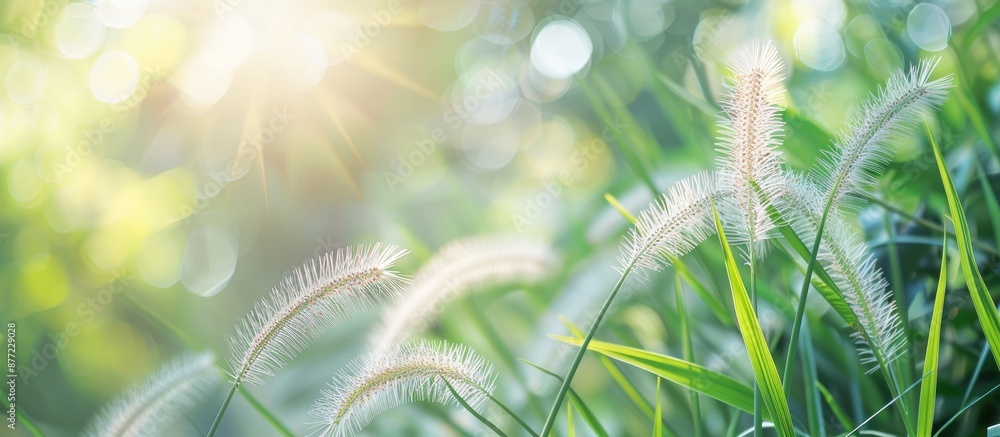 Poster beautiful grass flower in a garden with a soft focus background ideal for a copy space image
