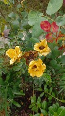 yellow flowers , yellow rose , yellow , rose , chinese rose .