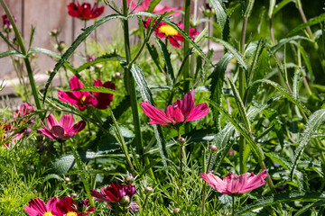 Cosmos flowers in the garden in summer. Selective focus. © Karina