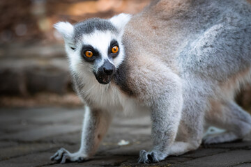 lemur on the ground