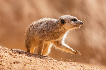 meerkat on the ground