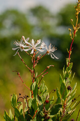 A vertical shot of the reddish stems of Tarflower stems, Bejaria racemosa, with flowers, buds, and leaves.