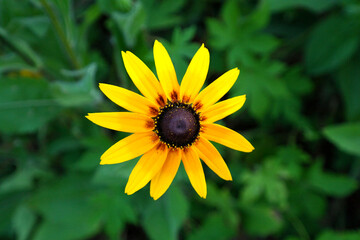 Rudbeckia Flower in the Garden