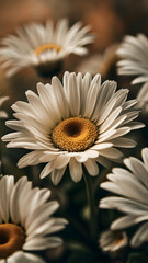 Soft Focus Dream A Chamomile Unfurls