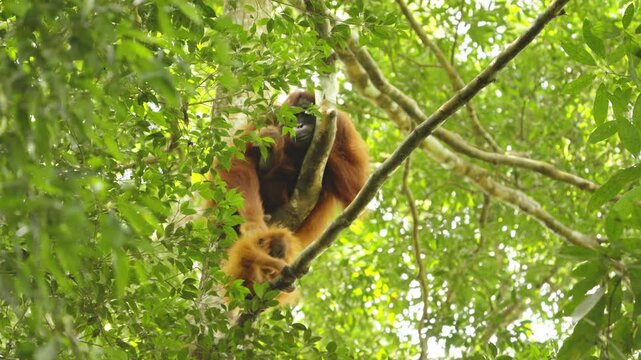 a baby orangutan climbs over its mother in a rainforest tree of gunung leuser national park on sumatra, indonesia