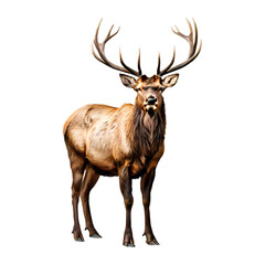Obraz premium Elk png, Ai generated