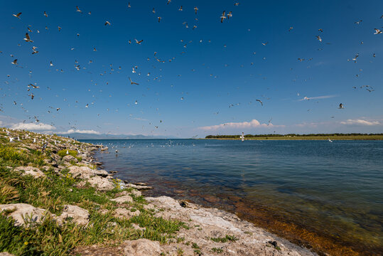Bird Island. huge number of birds on the lake Sevan, Armenia