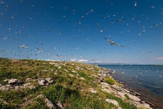 Bird Island. huge number of birds on the lake Sevan, Armenia