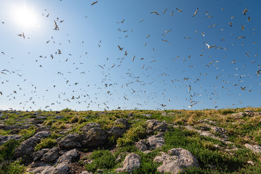 Bird Island. huge number of birds on the lake Sevan, Armenia
