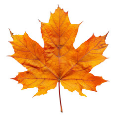 Fototapeta premium Autumn leaves isolated on transparent or white background 