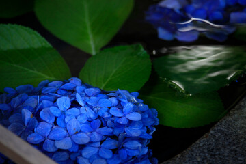 紫陽花（あじさい）