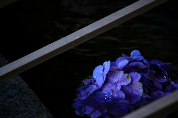 紫陽花（あじさい）手水