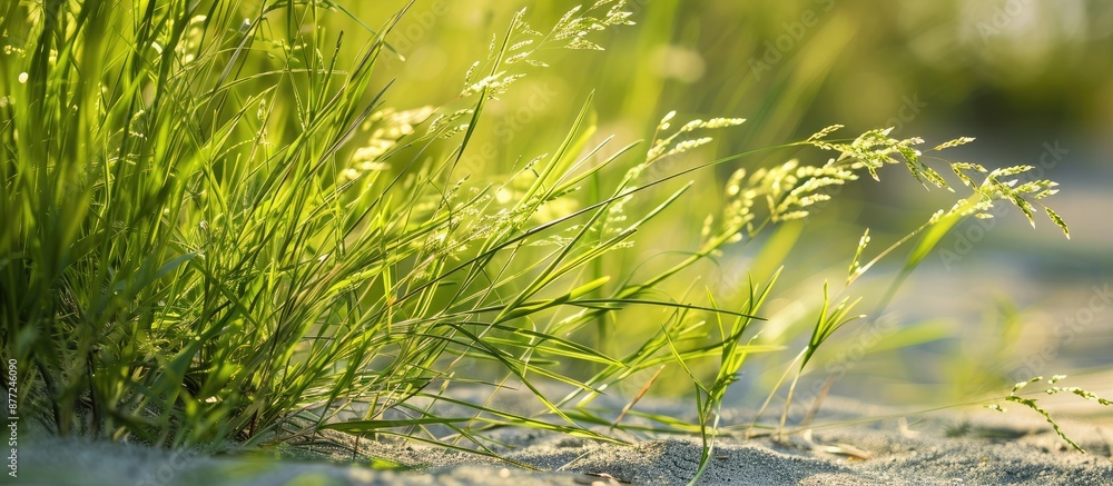 Poster Close up photo of Panic grass or Panicum on the ground shot with natural light highlighting selective focus. with copy space image. Place for adding text or design