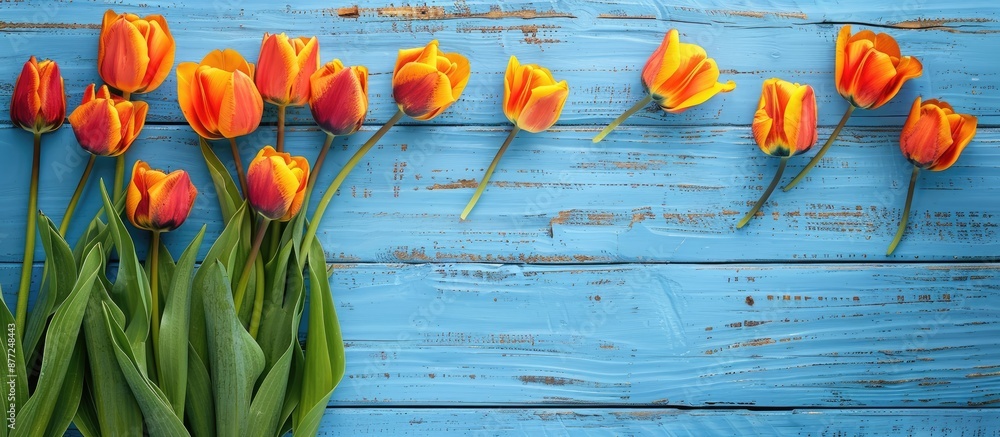 Aufkleber Tulips in orange and yellow on a blue wooden surface make a beautiful background leaving room for text or other elements in the image. with copy space image. Place for adding text or design