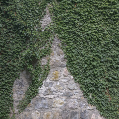 Efeu bewachsene Mauer