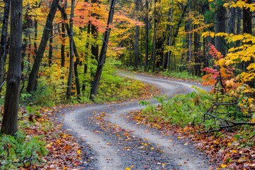 Fototapeta premium Winding forest road in autumn with colorful leaves and tall trees. Perfect serene nature scene for a peaceful journey.