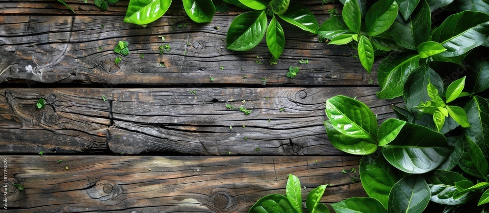 Poster leaves of vivid green against a rustic wooden backdrop in a copy space image