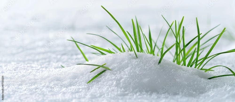 Poster the serene scene features lush green grass emerging gracefully through a blanket of pure white snow 