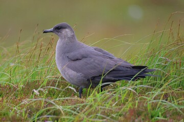 Close-up of an Arctic skua perched on the ground surrounded by green grass. Handa Island, Scotland