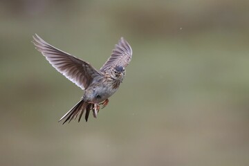 Eurasian skylark in flight with a blurred greenish background. Handa Island, Scotland
