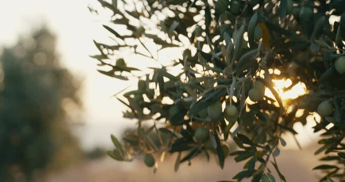 Olive tree with the fruits