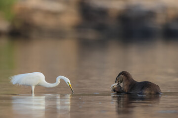 Smooth-coated otter is a freshwater otter species from regions of South and Southwest Asia. It has...