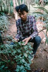 Man of Asian descent choosing plant leaves for cutting, demonstrating meticulous care in gardening