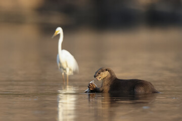 Smooth-coated otter is a freshwater otter species from regions of South and Southwest Asia. It has...