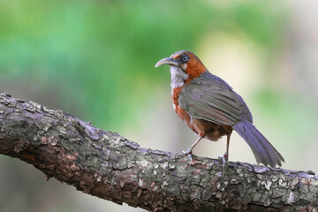Side profile portrait of a beautiful Rusty-cheeked scimitar babbler with its characteristic long, downward-curved bill. Captured during daylight in a tropical Himalaya region of India. © Mohit