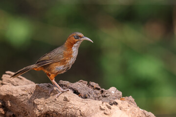 Side profile portrait of a beautiful Rusty-cheeked scimitar babbler with its characteristic long, downward-curved bill. Captured during daylight in a tropical Himalaya region of India. © Mohit