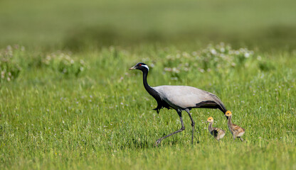 Grus virgo