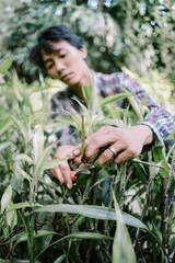 Fototapeta premium Man of Asian descent choosing plant leaves for cutting, demonstrating meticulous care in gardening