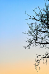Silhouette of tree branches without leaves against cloudless clear sky at sunset. Gradient from blue to yellow, background. Natural gradient wallpaper 