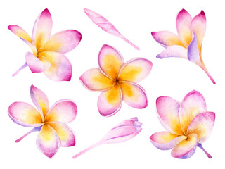 Hand drawn watercolor set of Pink Plumeria Flowers isolated on a white background. © Olga