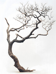 Fototapeta premium Majestic Twisted Tree Isolated on a White Background