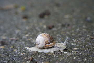 High-resolution macro photograph capturing a close-up of a snail with a beautifully patterned brown and white shell. The snail is positioned on a rough, textured surface