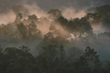 In the early morning, the tropical forest is cloaked in misty fog, as the sunrise paints the green landscape with nature's serene beauty and towering trees.
