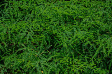 The lush foliage of tropical ferns creates a vibrant green background, highlighting nature's intricate beauty among the towering trees and delicate leaves.