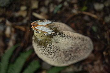 In the tranquil forest, a butterfly flits among the mushrooms, creating a picturesque background that embodies the serene harmony of nature.
