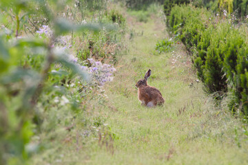 European hare sitting in the grass in a summer field