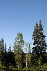 Aspens and evergreens surround Jumbo Reservoir the Grand Mesa National Forest in Colorado